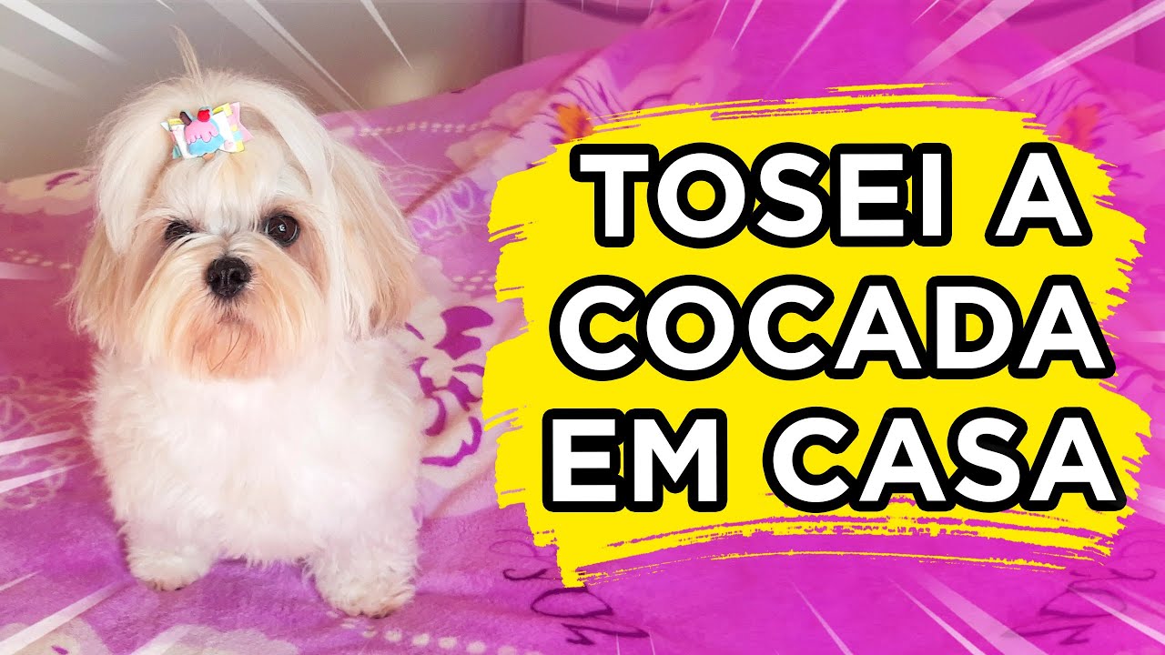 VEM VER COMO FIZ A TOSA da Minha SHIH TZU EM CASA! 🐾