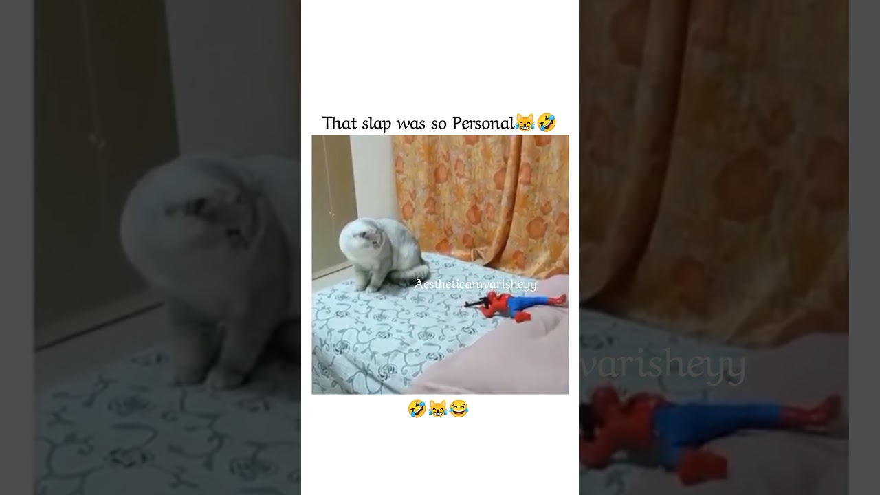 that slap was so personal🤣😹#funny#cats#youtubeshorts#shortsviral#duet#viralvideos#millionviews