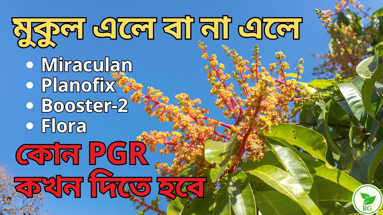 যে PGR দিলে বেশি আমের গুটি সেট হবে | Mango PGR Masterclass: STOP Flower Drop & Boost Fruit Set