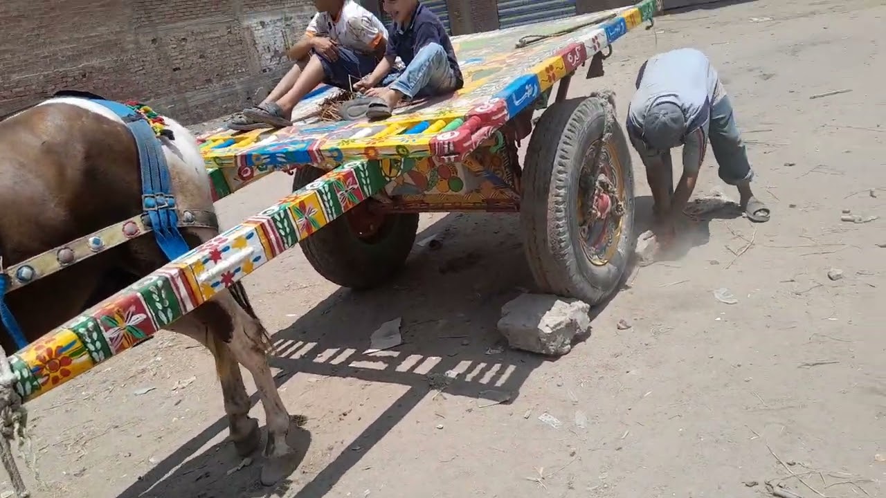 جر الخيل الفلسطيني #(شد الخيل)*
