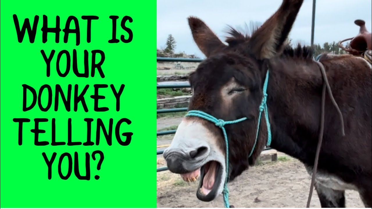 Preparing You Donkey To Ride | Donkey Training Tips