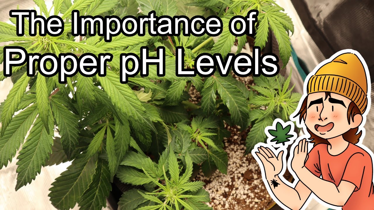 Growing Autoflowers | Ep. 10 (Why is Water pH Important?)