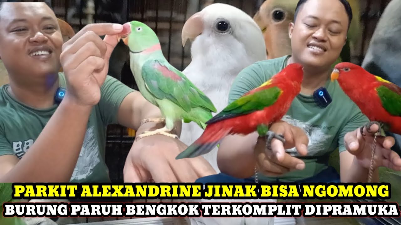 UPDATE HARGA BURUNG PARUH BENGKOK TERKOMPLIT DIPASAR BURUNG PRAMUKA TERBARU HARI INI