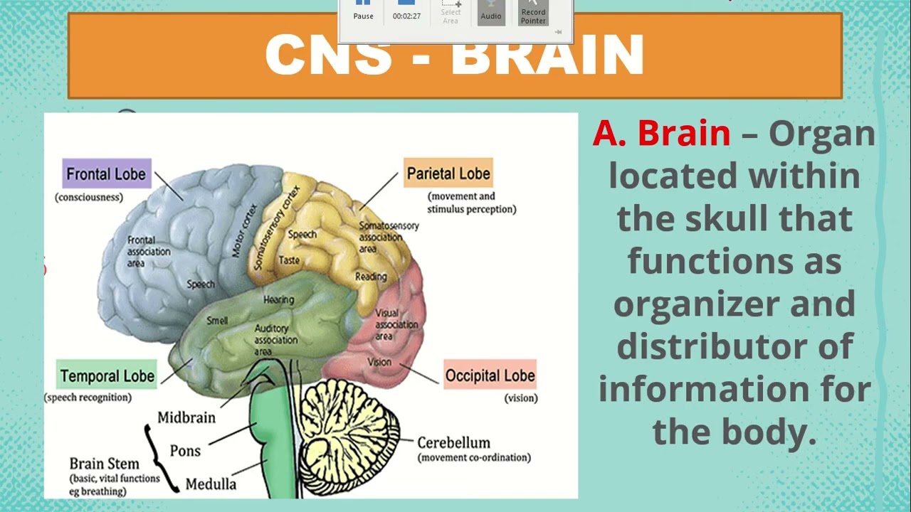 Nervous System