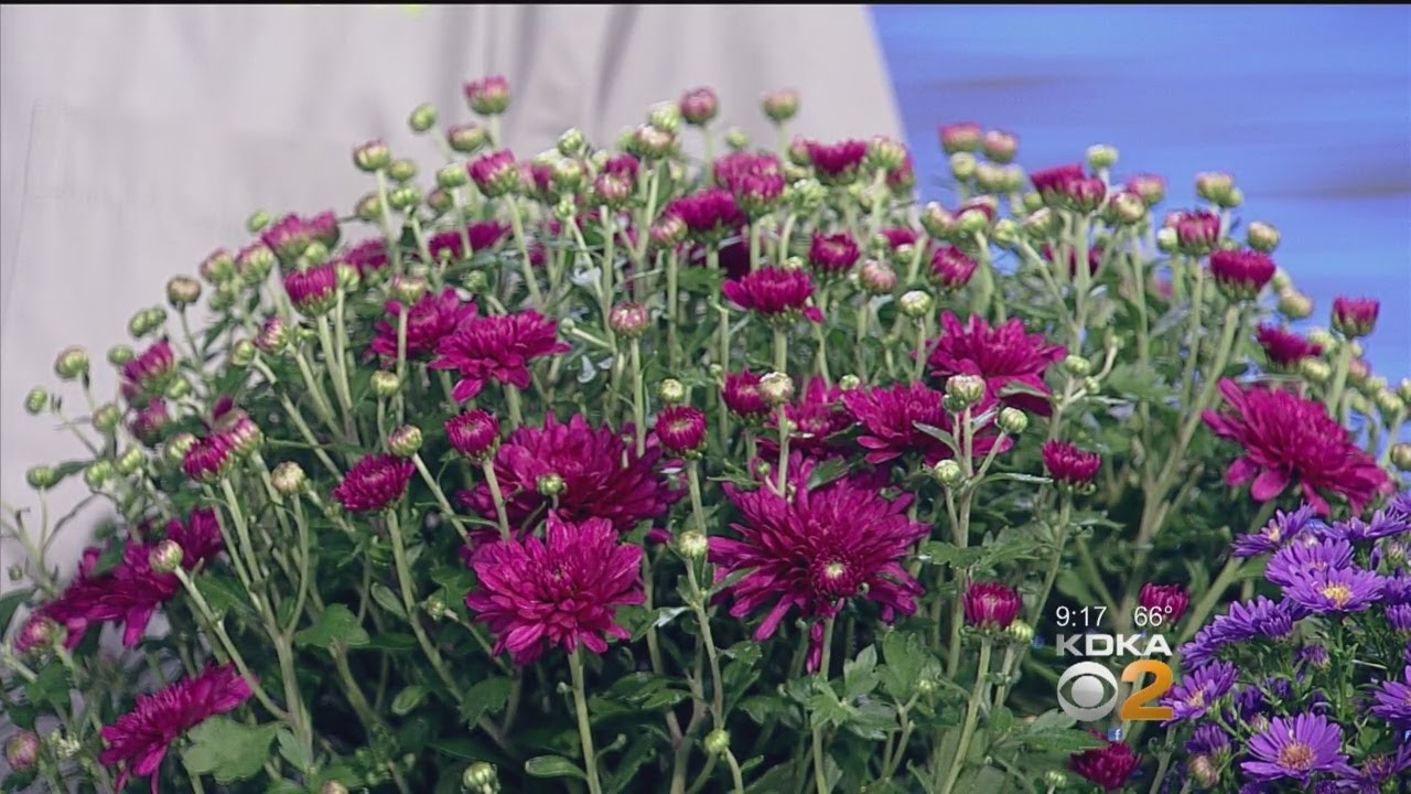 Doug Oster: Fall Mums Advice