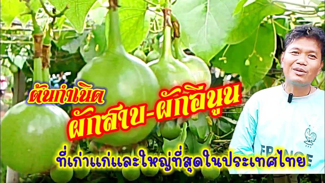 ต้นกำเนิด ผักสาบ-ผักอีนูน พันธุ์ทวายแท้ ที่เก่าแก่ และใหญ่ที่สุดในประเทศไทย