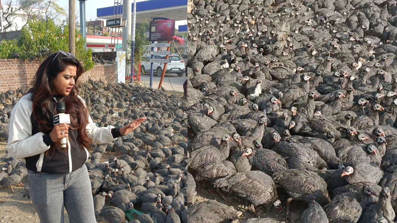 Jammu Mein Mil Raha hai Guinea fowls || Teetar ||