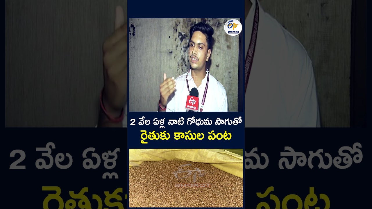 2 వేల ఏళ్ల నాటి గోధుమ సాగుతో రైతుకు కాసుల పంట #AncientWheat #wheatfarming