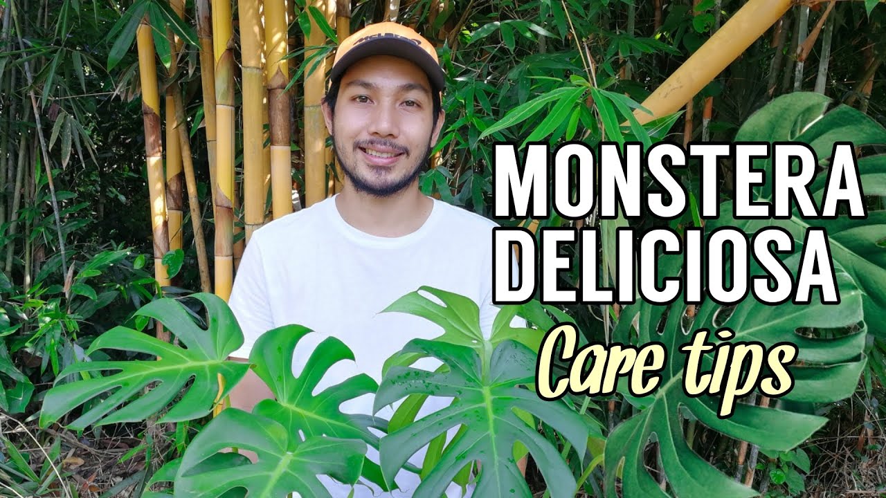 MONSTERA DELICIOSA CARE TIPS