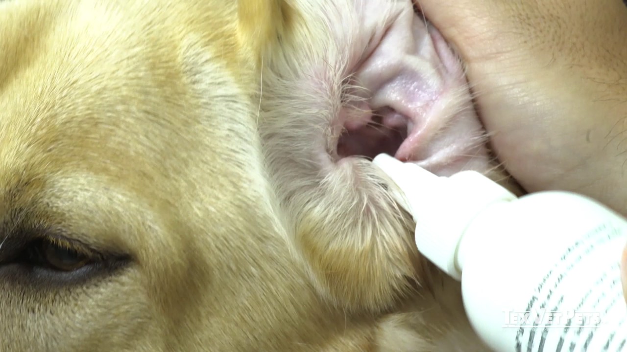 How To Clean Your Dog's Ears