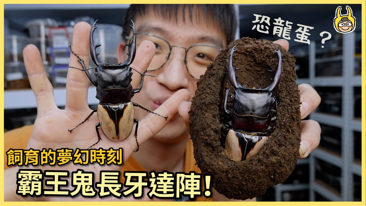 【飼育屋】開挖恐龍蛋！玩甲蟲的夢想時刻，長牙霸王鬼豔紀錄！