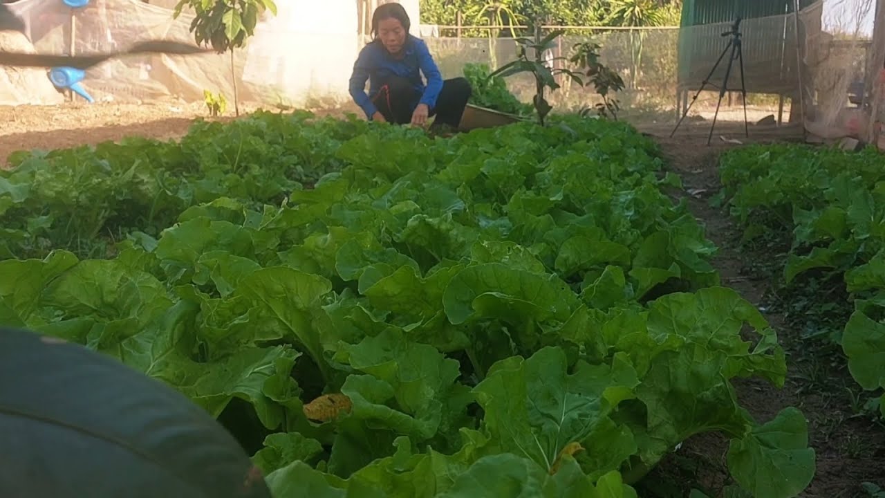 Harvesting Fresh Vegetables & Cleaning theAnimal Shelter Peaceful Farm Life 🦢🥬