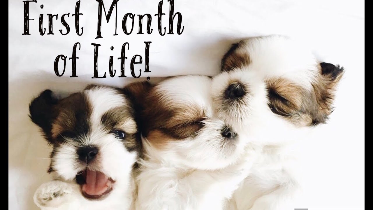 Shihtzu puppies- First Month of Life! | Fluffy Shih Tzu Family