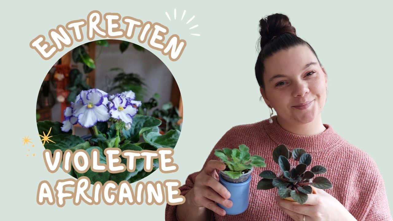 🪴GUIDE PLANTE || Entretien des VIOLETTES AFRICAINES 🌸