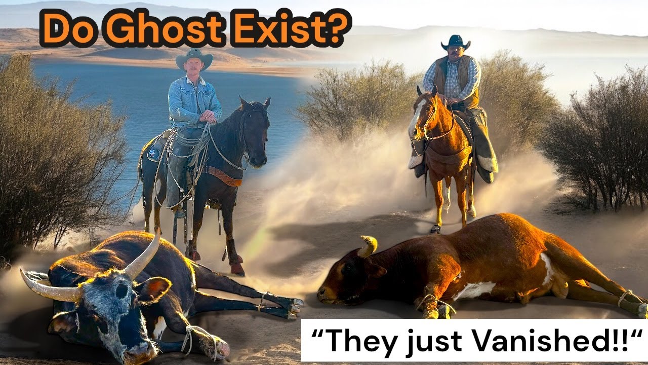 They Just DISAPPEARED?!! Hunting 2 Big Wild Bulls at Lake Mead