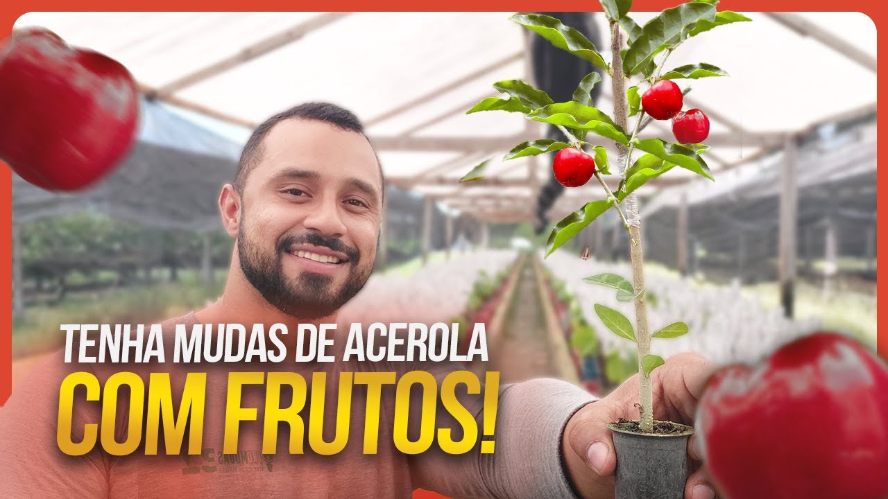 Colha frutos já no primeiro mês de plantio! | Enxertia na Acerola Futoshi