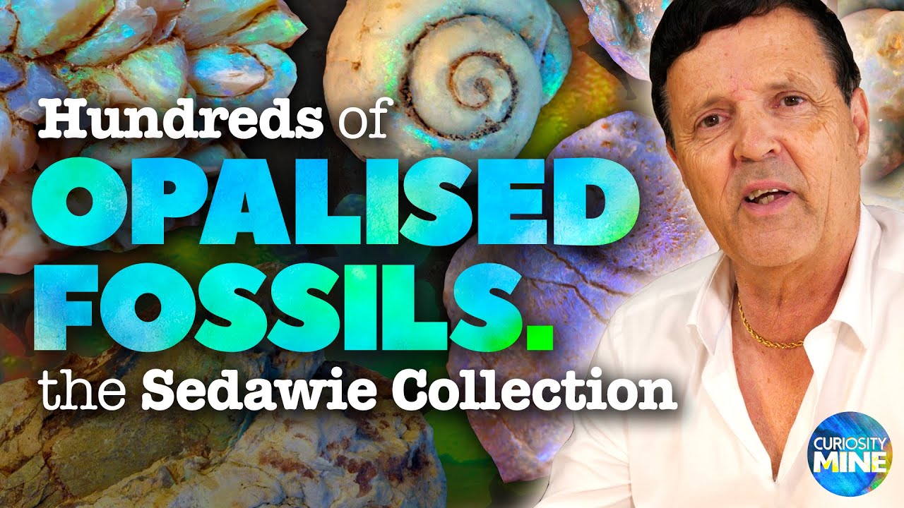 Opalised Fossils: The Paul Sedawie Collection - Australian Opal Centre, Lightning Ridge