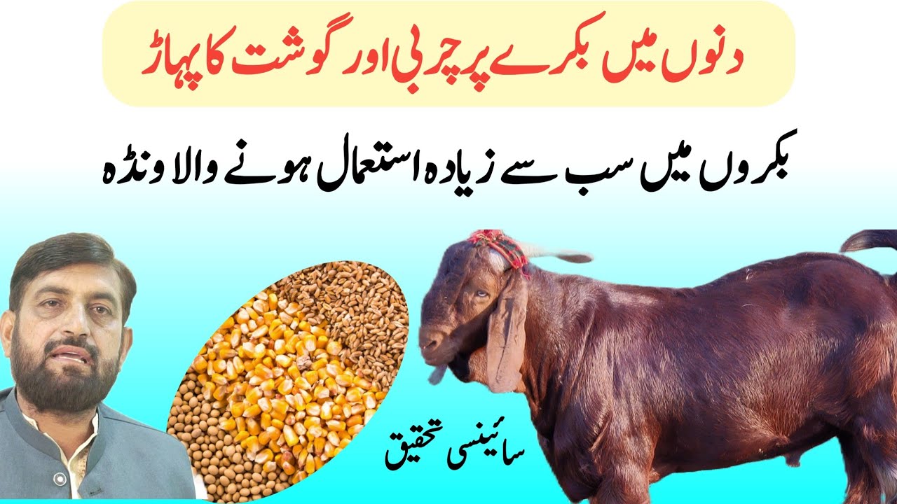 Bakre Ko Mota Karne Ka بہترین Tarika | Fattening ونڈا For Goats In One Month