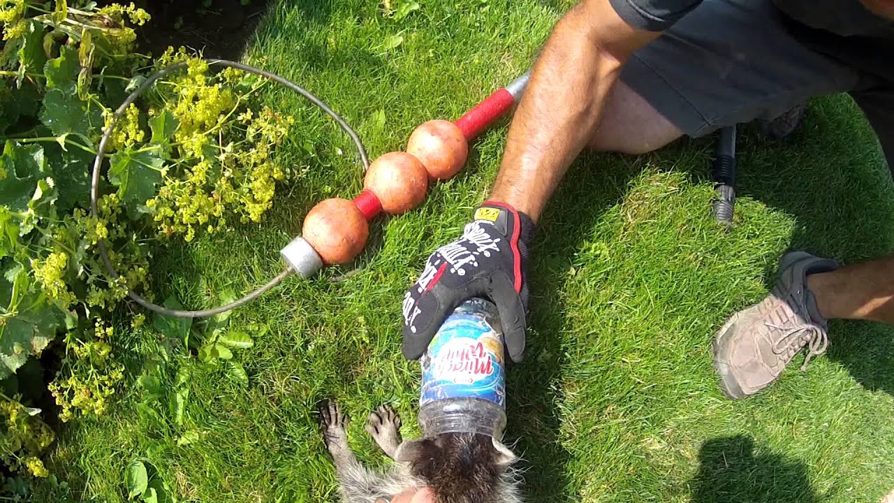 Wildlife Rescue: Raccoon with Head Stuck in Jar