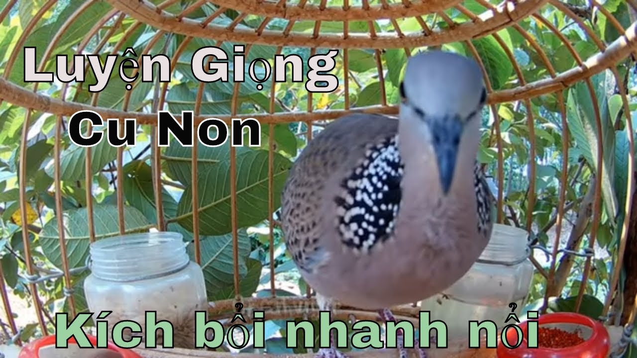 Luyện giọng cu non, kích cu bổi nhanh nổi hiệu quả. #34/2021.