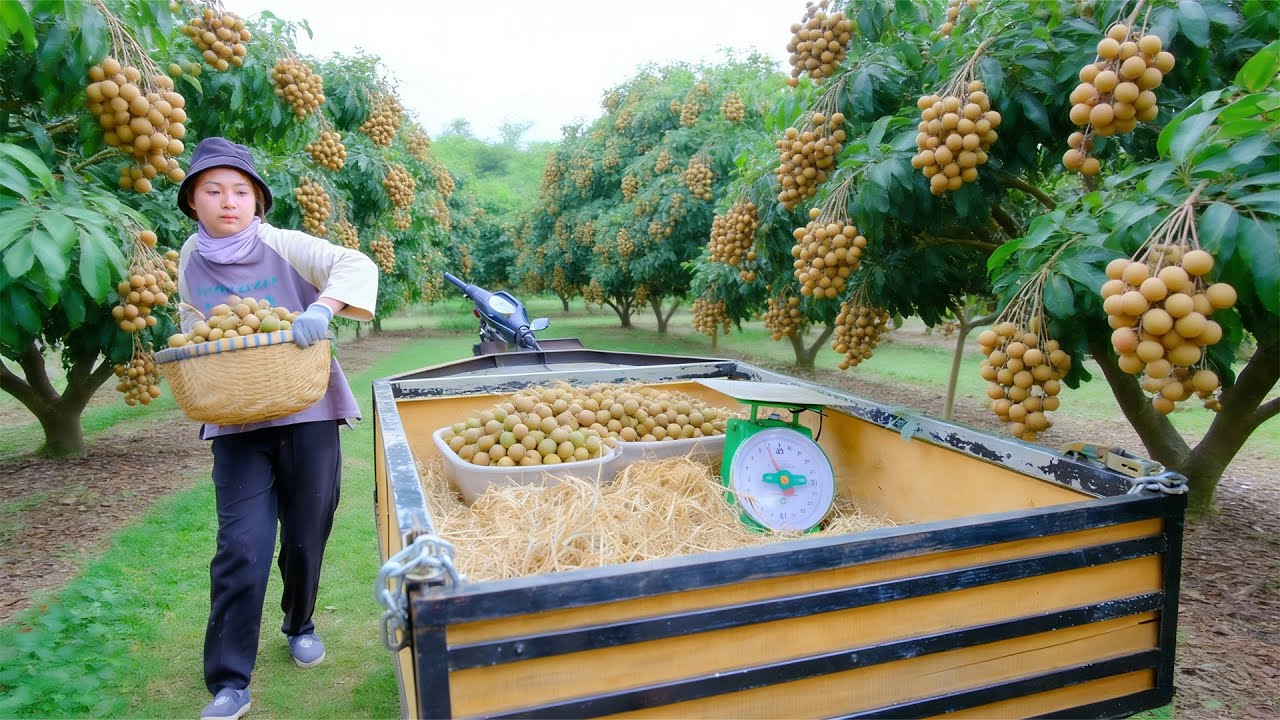 Harvest A Cart Of Longan To Sell At The Market – Pick Gourds For Chickens& Duck – Clear Garden Weeds