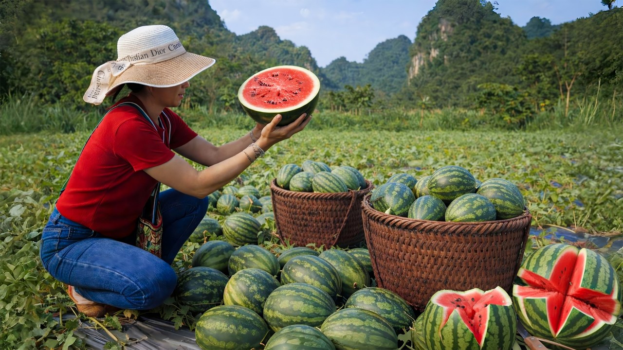 Cleaning the Stone Fish Pond – Harvesting Sweet Watermelons for the Market