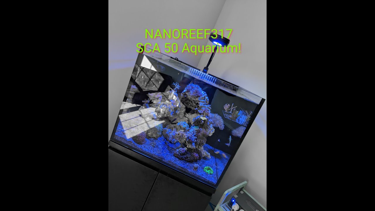 NEW SCA AQUARIUM!