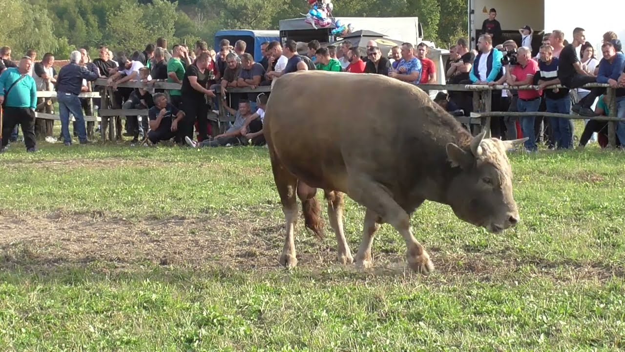 Zeko od Alića vs Lugo od Begića Vozuča 2023
