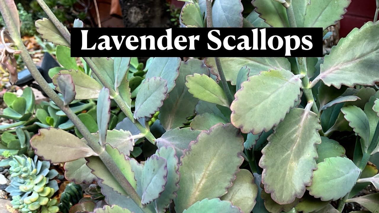Kalanchoe Fedtschenkoi Lavender Scallops * 24 Days of Cacti & Succulents