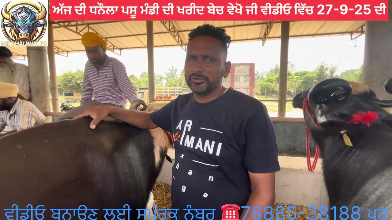 ਧਨੌਲਾ ਪਸੂ ਮੰਡੀ 27-9-25 ਦੀ ਵੀਢੀਓ ਵਿੱਚ ਵੇਖੋ ਗਾਵਾ ਮੱਝਾ ਝੌਟਿਆ ਦੀ ਖਰੀਦ ਅਤੇ ਬੇਚ Mr Dhaliwal 76 ਯੂਟਿਉਬ ਤੇ 