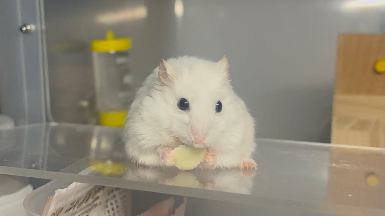 쳇바퀴 보다 간식이 더 좋은 햄스터 ㅣ A Hamster That Prefers Snacks Over the Wheel