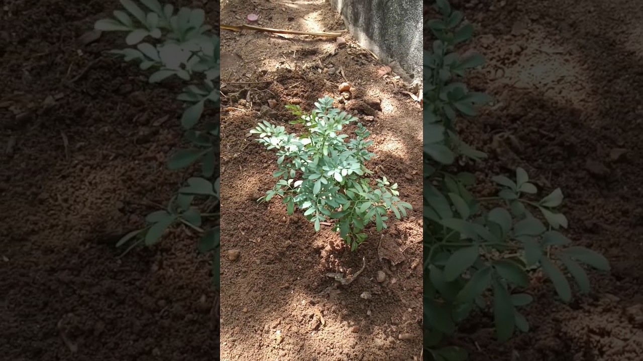 Como plantar arruda #arruda #plantar #como #sitio #paz #deus #natureza #shorts