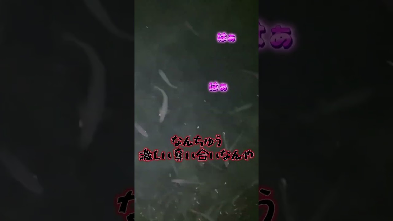 余ったアミエビを海にぶち込むと… 