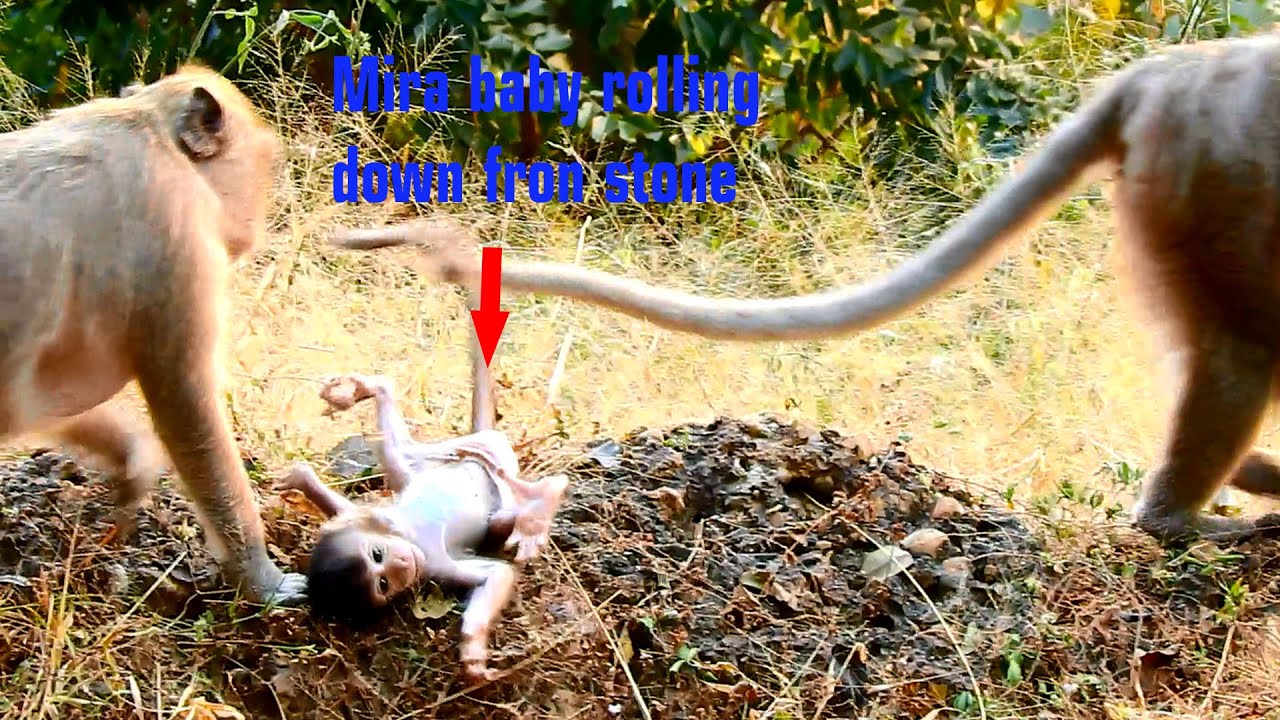 Oh, Help Mira baby rolling down & hit on the ground. All babies are so exciting playing around mama.