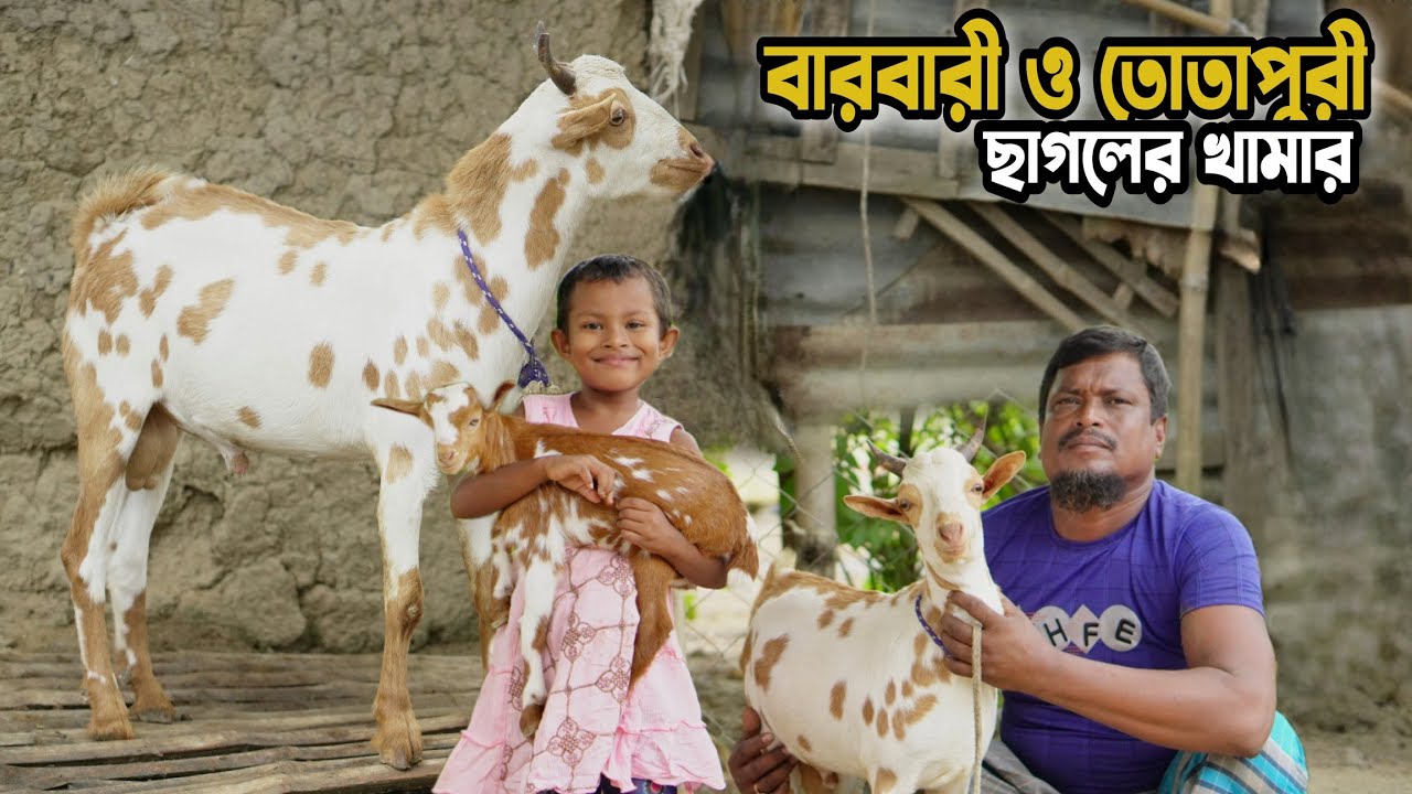 বারবারী মা ও বাচ্চা ছাগল। তোতাপুরী মা বাচ্চা সহ ছাগল কিনুন নওগাঁ জেলা রাণীনগর থেকে। Barbari Goat