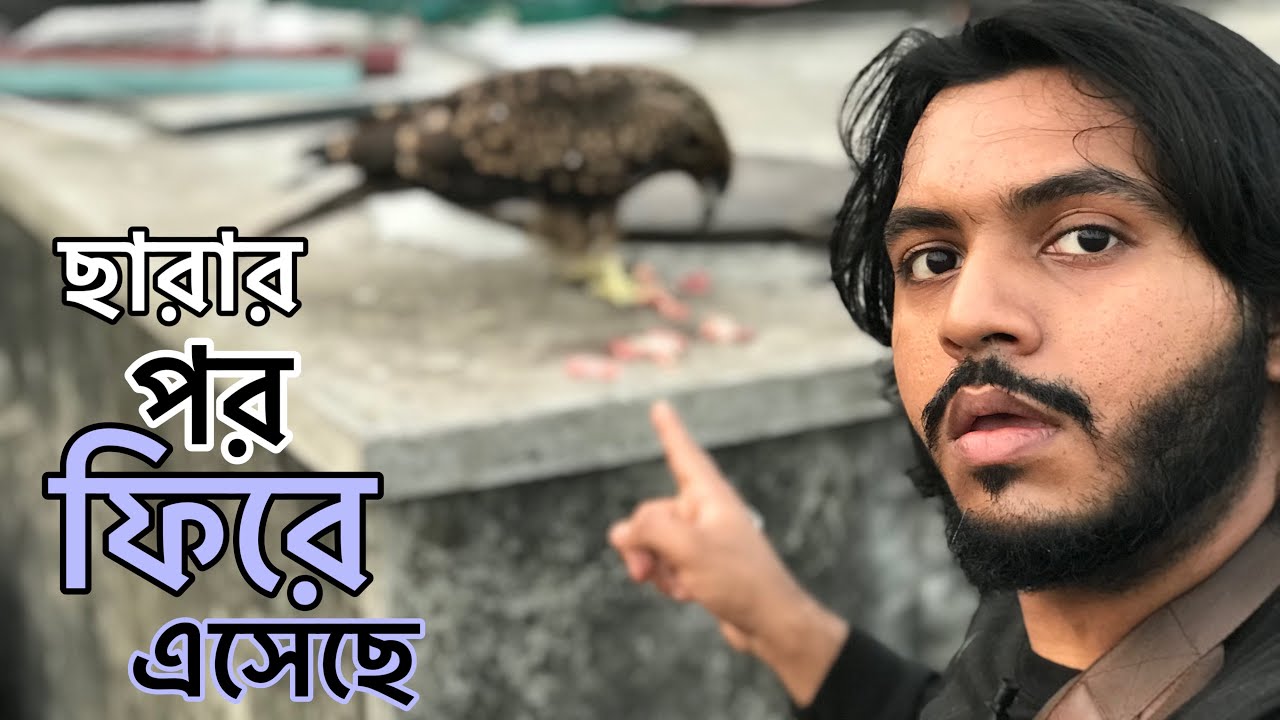 মুক্ত করে দেয়া বন্য চিল পাখিরা আমার সাথে দেখা করতে এসেছে | Rooftop Sanctuary