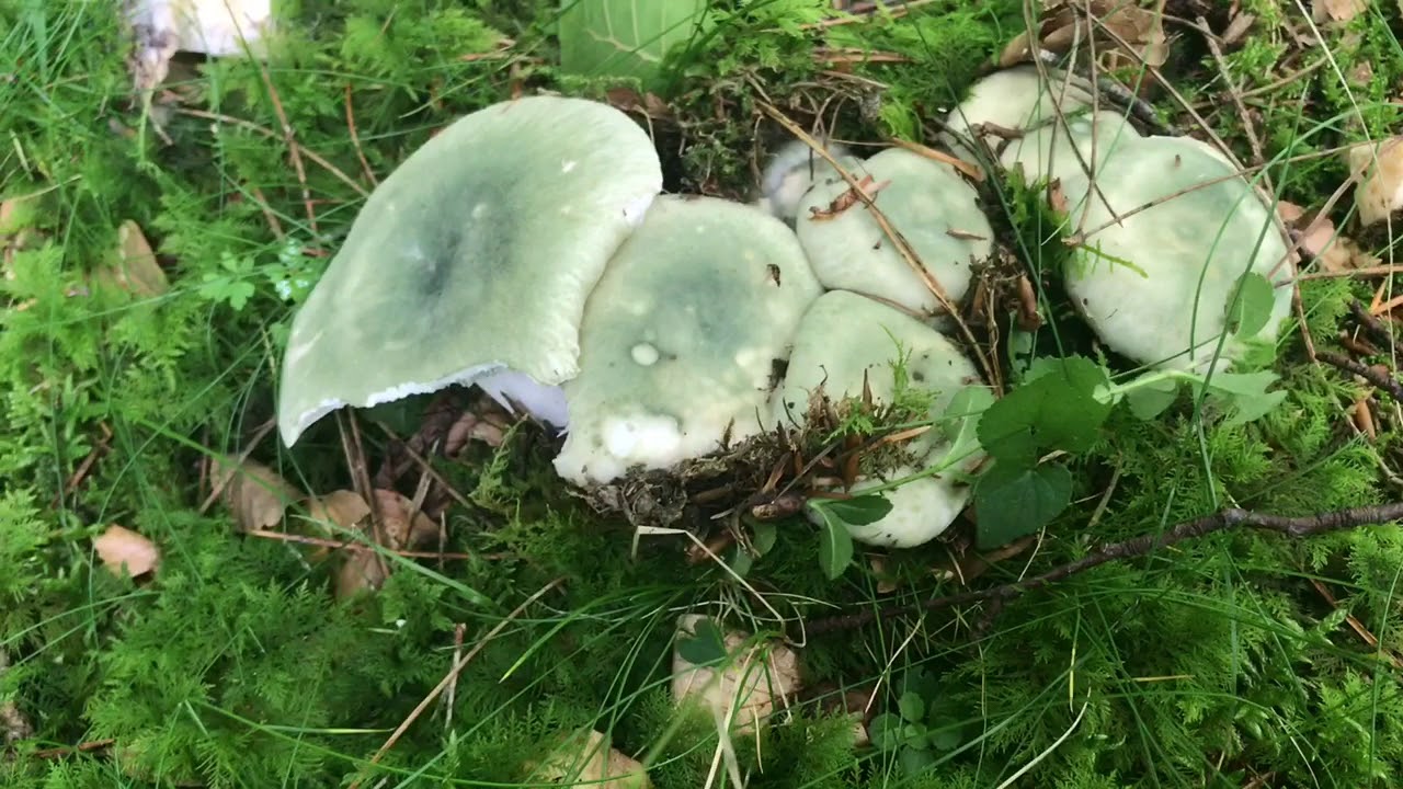 Russula virescens julio 2018