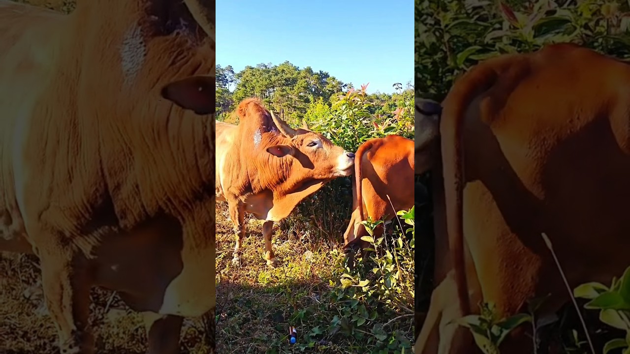 😈😱Cow reaction video 