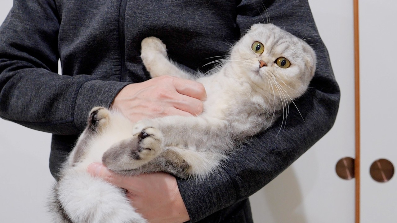 Котенок, внезапно отказавшийся брать на руки, был просто невероятно милым 😂