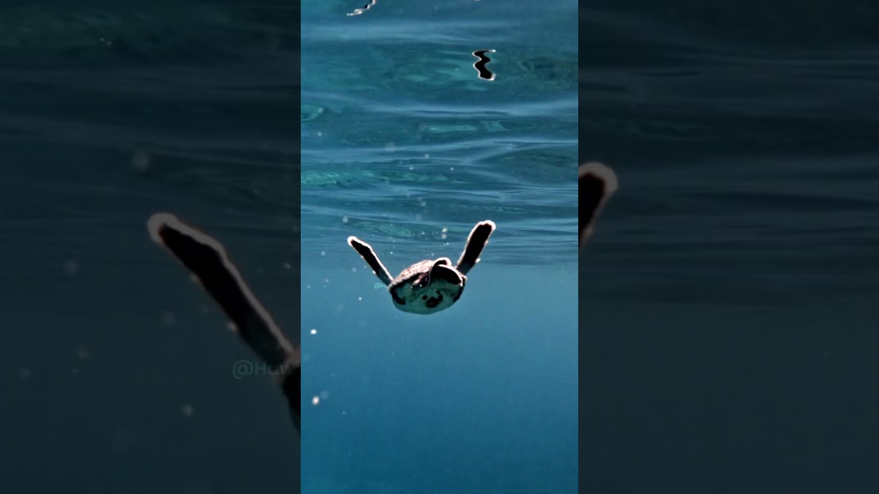 Sea Turtle Swimming Under The Ocean #sea #turtle #ocean #swimming #flipper #nature #wildlife HA05369