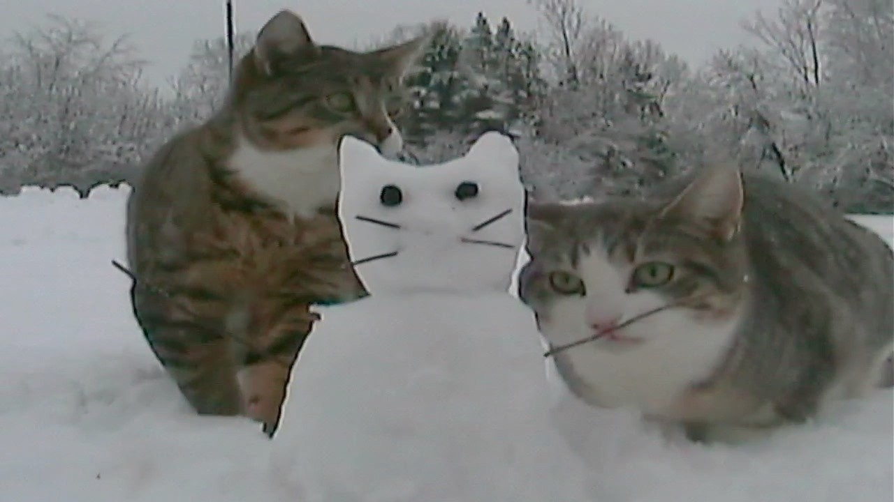 The snow cat of our dreams