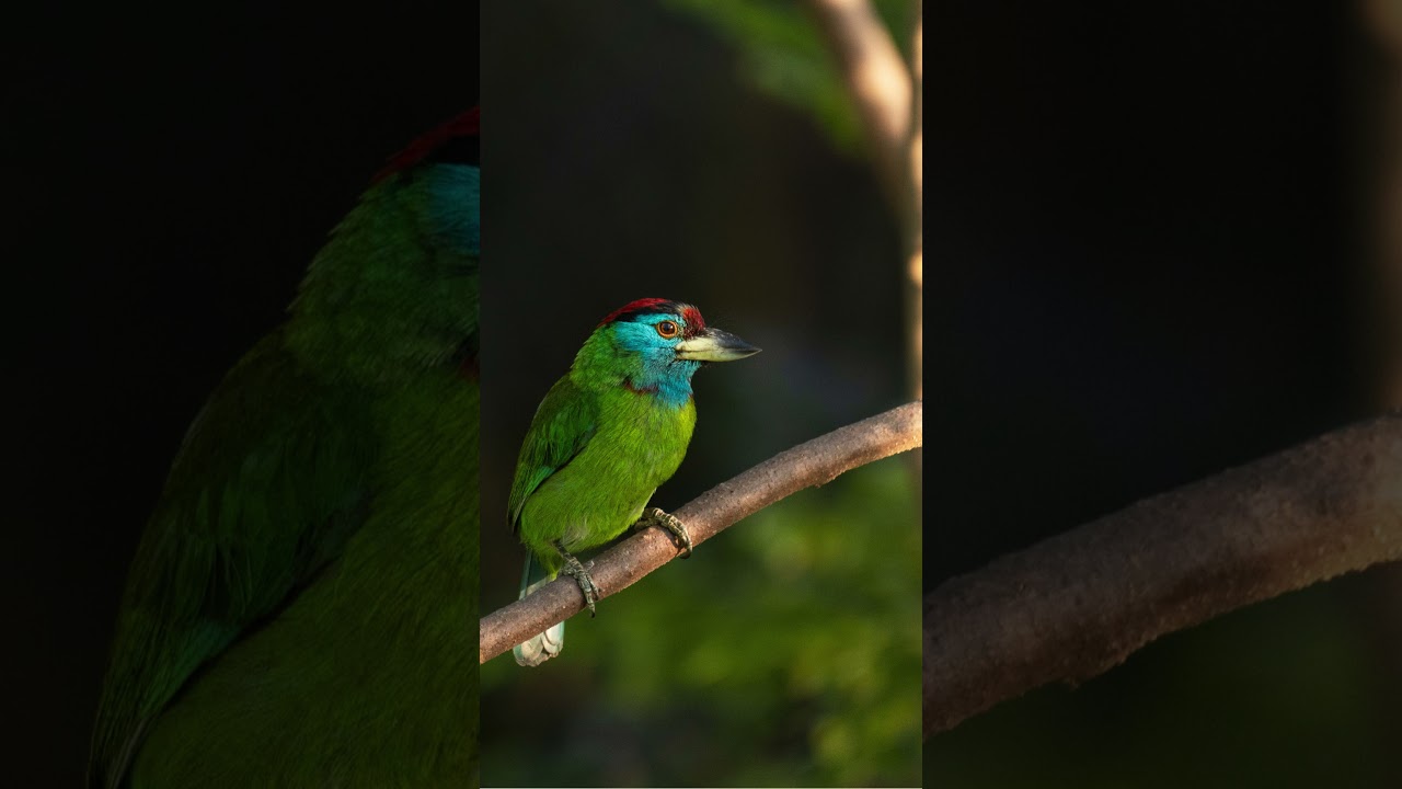 Blue Throated Barbet