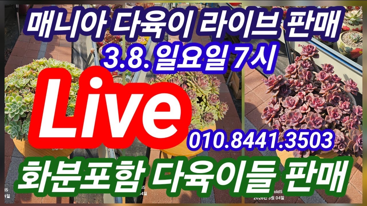 3.8.일요일7시 해림매니아 다육이 판매💥분포험다육이 라이브판매해요 010.8441.3503 #라이브판매 #라이브 #코노 #다육이 #픽