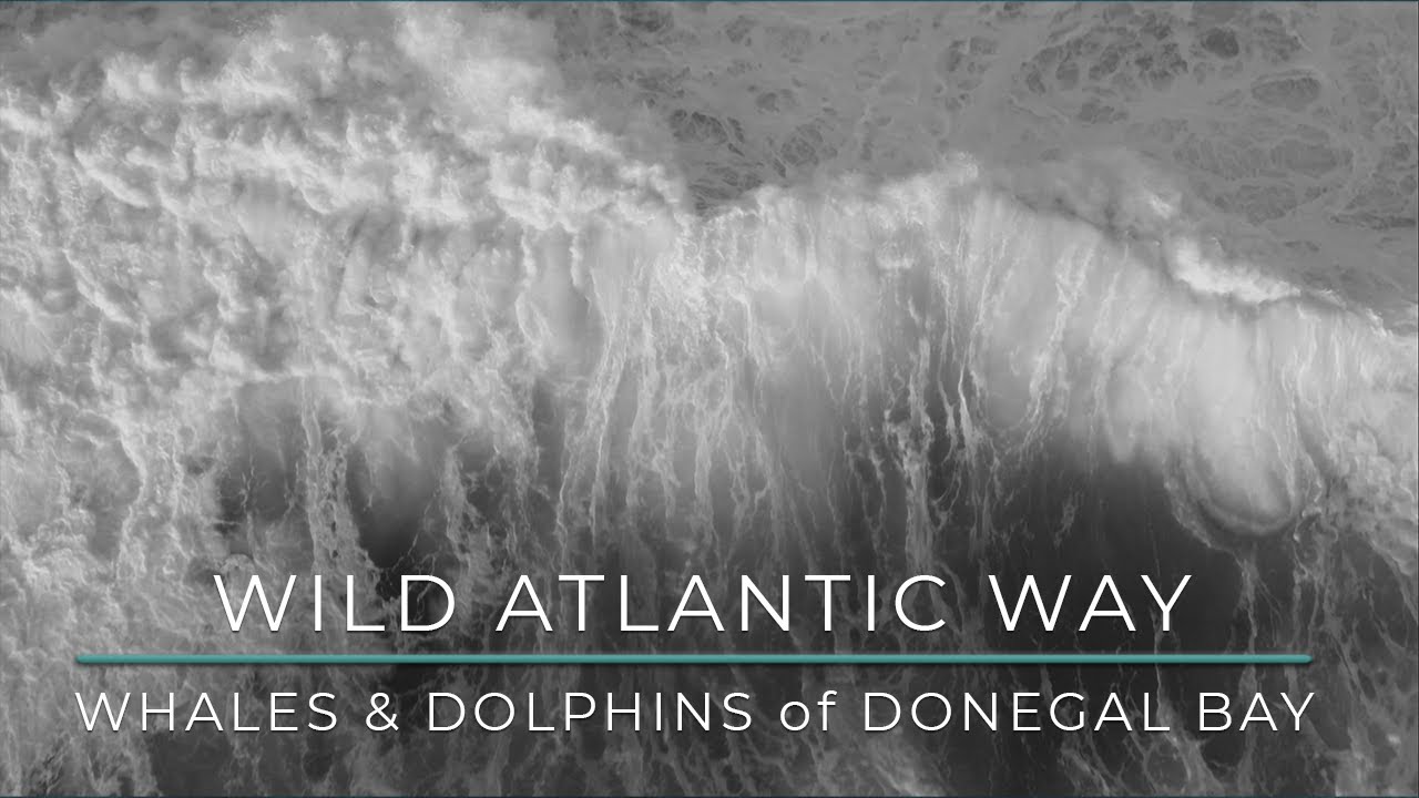 Whales & Dolphins in Donegal Bay | Wild Atlantic Way Short Film
