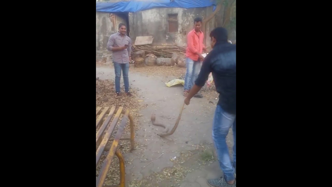 Vikrant kene (vikky) Kobra rescue at our colony some memory with Balu kene & all. Miss you Balu😥.