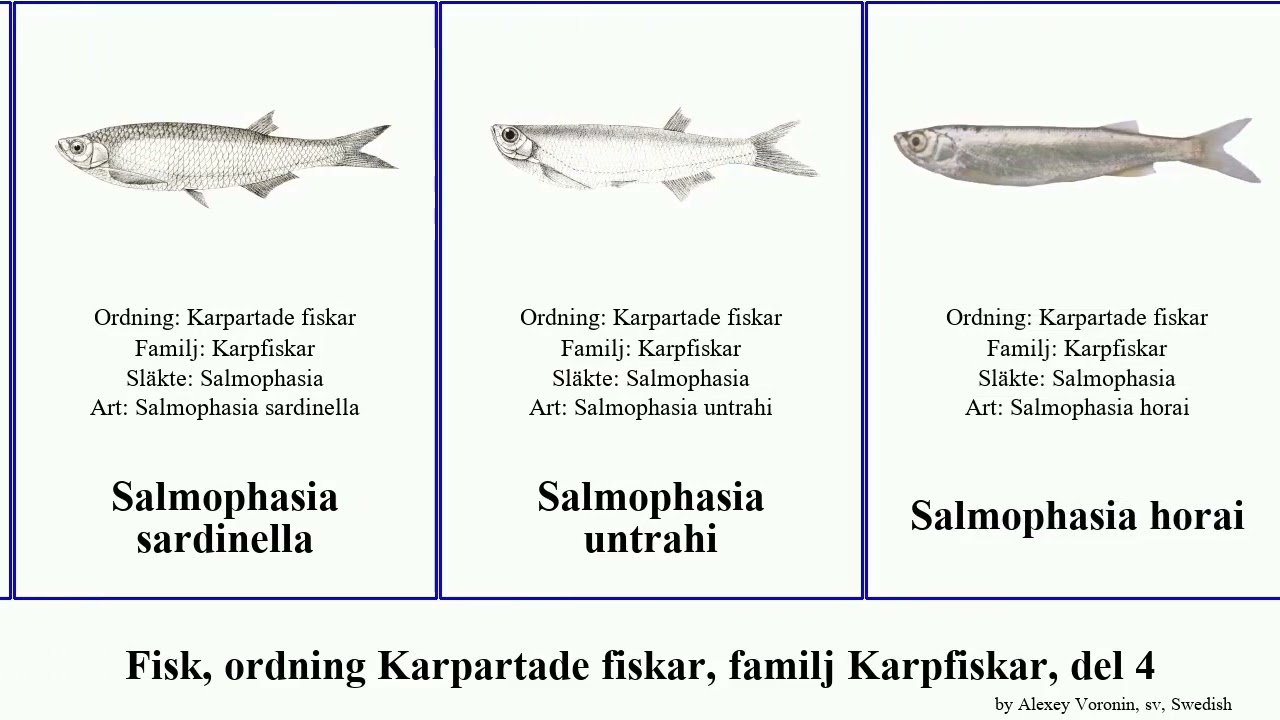 Fisk, ordning Karpartade fiskar, familj Karpfiskar, del 4 salmophasia rasbora rhinichthys puntius
