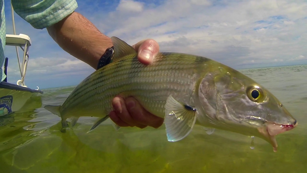 Turneffe Flats Fly Fishing 2
