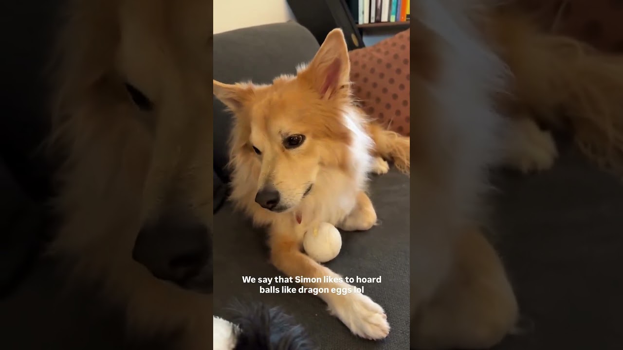 Simon Smok 🐶🥚 Gromadzi kule niczym smocze jaja! 😂 #piesprzygarnięty #tw&oacute;jpies