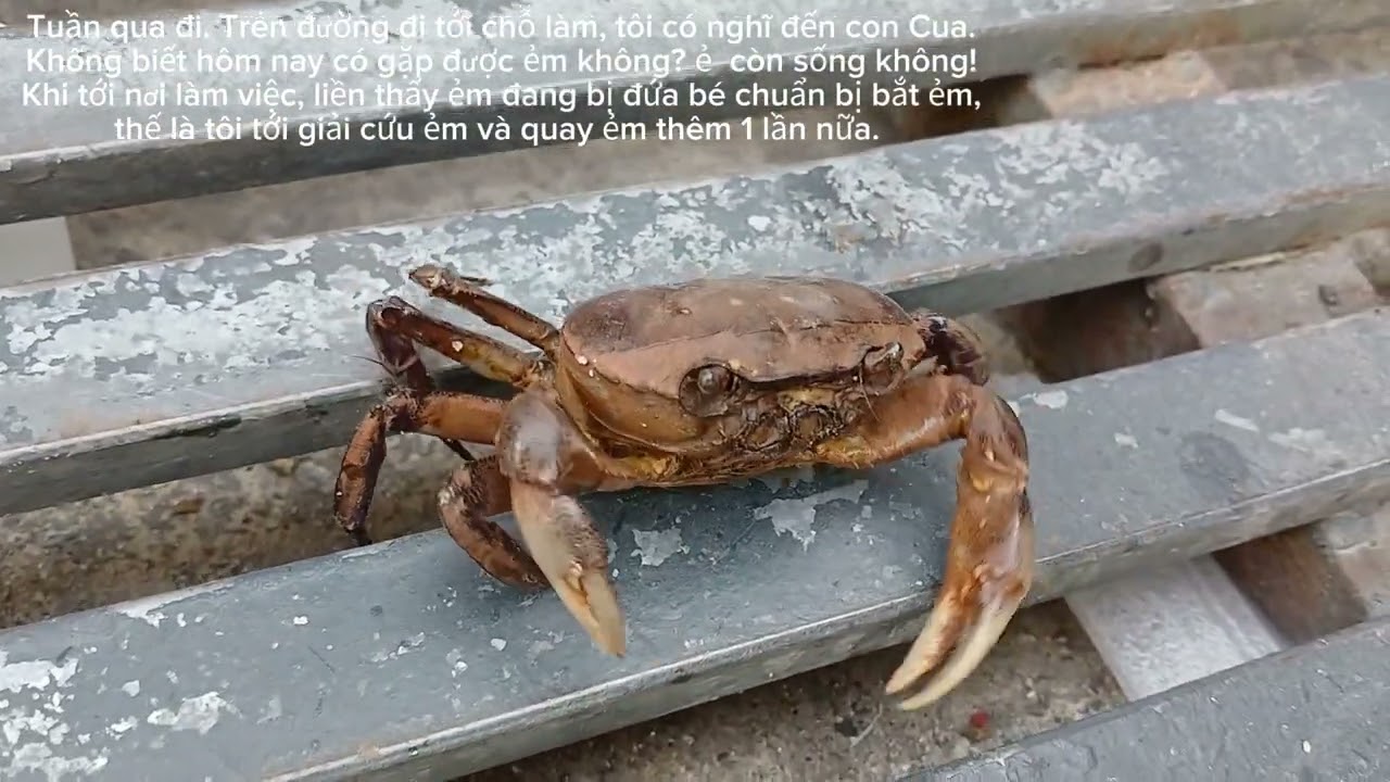 Nó là Cua - Tôi là Rùa P2