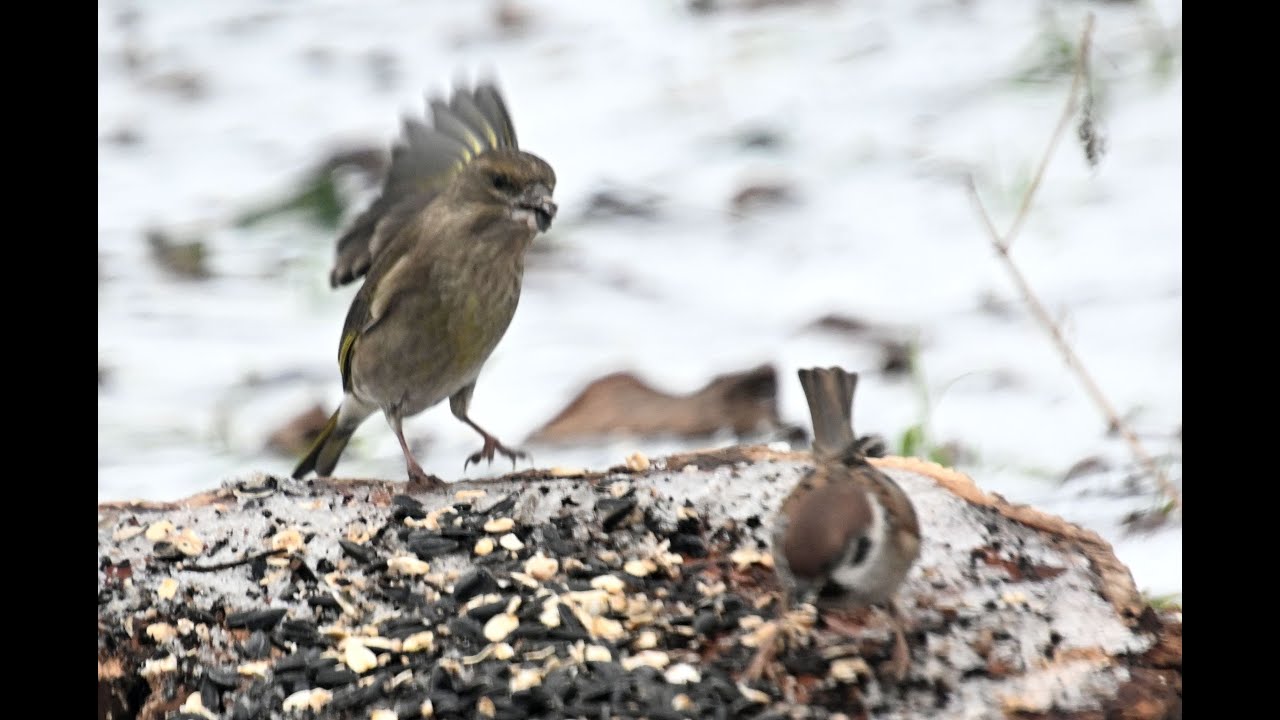 Samička zvonka napadala vrabčáka